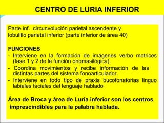 CENTRO DE LURIA INFERIOR Parte inf.  circunvolución parietal  a scendente y  lobulillo parietal inferior (parte inferi or  de área 40) FUNCIONES -  Interviene en la formación de imágenes verbo motrices   (fase 1 y 2 de la función onomasilógica) . -  Coordina movimientos y recibe información de las   distintas partes del sistema fonoarticulador. -  Interviene en todo tipo de praxis bucofonatorias linguo labiales faciales del lenguaje hablado  Área de Broca y área de Luria inferior son los centros imprescindibles para la palabra hablada. 