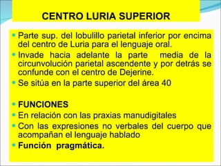 CENTRO LURIA SUPERIOR Parte sup. del lobulillo parietal inferior por encima del centro de Luria para el lenguaje oral. Invade hacia adelante la parte  media de la circunvolución parietal ascendente y por detrás se confunde con el centro de Dejerine. Se sitúa en la parte superior del área 40   FUNCIONES En relación con las praxias manudigitales Con las expresiones no verbales del cuerpo que acompañan el lenguaje hablado Función  pragmática. 