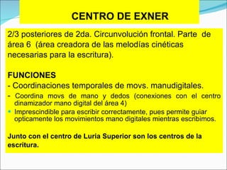   CENTRO DE EXNER 2/3 posteriores de 2da. Circunvolución frontal .  Parte  de área 6  (área creadora de las melodías cinéticas  necesarias para la escritura).   FUNCIONES - Coordinaciones temporales de movs. manudigitales. -  Coordina movs de mano y dedos (conexiones con el centro dinamizador mano digital del á re a 4)   I mprescindible para escribir correctamente, pues permite guiar opticamente los movimientos mano digitales mientras escribimos. Junto con el centro de Luria Superior son los centros de la  escritura.    