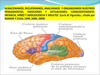 ALMACENAMOS, RECUPERAMOS, ANALISAMOS  Y ORGANIZAMOS NUESTROS PENSAMIENTOS, EMOCIONES Y ACTUACIONES: CONSCIENTEMENTE: INFANCIA, NIÑEZ Y ADOLESCENCIA Y ADULTEZ  (Luria & Vigostsky ; citado por RAMON Y CAJAL 1999, 2006, 2009) 