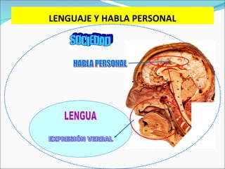 LENGUAJE Y HABLA PERSONAL LENGUA SOCIEDAD HABLA PERSONAL EXPRESIÓN VERBAL 