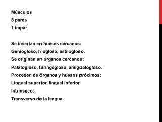 Músculos

8 pares
1 impar

Se insertan en huesos cercanos:
Geniogloso, hiogloso, estilogloso.
Se originan en órganos cercanos:
Palatogloso, faringogloso, amigdalogloso.

Proceden de órganos y huesos próximos:
Lingual superior, lingual inferior.
Intrínseco:
Transverso de la lengua.

 