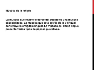Mucosa de la lengua

La mucosa que reviste el dorso del cuerpo es una mucosa
especializada. La mucosa que está detrás de la V lingual
constituye la amígdala lingual. La mucosa del dorso lingual
presenta varios tipos de papilas gustativas.

 