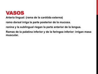 VASOS
Arteria lingual: (rama de la carótida externa)
ramo dorsal irriga la parte posterior de la mucosa.
ranina y la sublingual riegan la parte anterior de la lengua.
Ramas de la palatina inferior y de la faríngea inferior: irrigan masa
muscular.

 