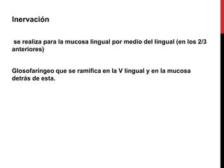 Inervación
se realiza para la mucosa lingual por medio del lingual (en los 2/3
anteriores)

Glosofaríngeo que se ramifica en la V lingual y en la mucosa
detrás de esta.

 
