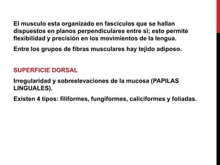 El musculo esta organizado en fascículos que se hallan
dispuestos en planos perpendiculares entre si; esto permite
flexibilidad y precisión en los movimientos de la lengua.
Entre los grupos de fibras musculares hay tejido adiposo.

SUPERFICIE DORSAL

Irregularidad y sobreelevaciones de la mucosa (PAPILAS
LINGUALES).
Existen 4 tipos: filiformes, fungiformes, caliciformes y foliadas.

 