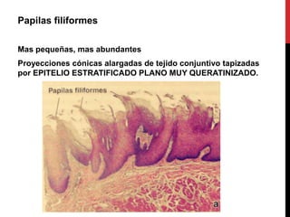 Papilas filiformes
Mas pequeñas, mas abundantes
Proyecciones cónicas alargadas de tejido conjuntivo tapizadas
por EPITELIO ESTRATIFICADO PLANO MUY QUERATINIZADO.

 