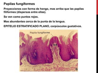Papilas fungiformes
Proyecciones con forma de hongo, mas arriba que las papilas
filiformes (dispersas entre ellas).
Se ven como puntos rojos.
Mas abundantes cerca de la punta de la lengua.
EPITELIO ESTRATIFICADO PLANO, corpúsculos gustativos.

 