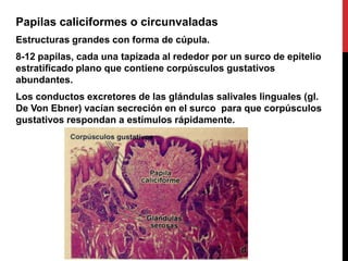 Papilas caliciformes o circunvaladas
Estructuras grandes con forma de cúpula.
8-12 papilas, cada una tapizada al rededor por un surco de epitelio
estratificado plano que contiene corpúsculos gustativos
abundantes.
Los conductos excretores de las glándulas salivales linguales (gl.
De Von Ebner) vacían secreción en el surco para que corpúsculos
gustativos respondan a estímulos rápidamente.

 