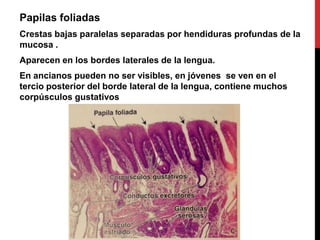 Papilas foliadas
Crestas bajas paralelas separadas por hendiduras profundas de la
mucosa .
Aparecen en los bordes laterales de la lengua.

En ancianos pueden no ser visibles, en jóvenes se ven en el
tercio posterior del borde lateral de la lengua, contiene muchos
corpúsculos gustativos

 