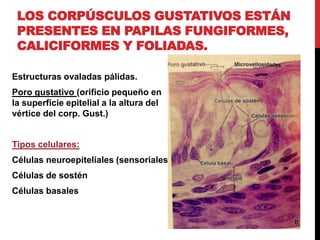 LOS CORPÚSCULOS GUSTATIVOS ESTÁN
PRESENTES EN PAPILAS FUNGIFORMES,
CALICIFORMES Y FOLIADAS.
Estructuras ovaladas pálidas.
Poro gustativo (orificio pequeño en
la superficie epitelial a la altura del
vértice del corp. Gust.)

Tipos celulares:
Células neuroepiteliales (sensoriales)

Células de sostén
Células basales

 