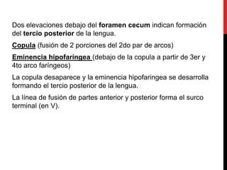 Dos elevaciones debajo del foramen cecum indican formación
del tercio posterior de la lengua.
Copula (fusión de 2 porciones del 2do par de arcos)
Eminencia hipofaríngea (debajo de la copula a partir de 3er y
4to arco faríngeos)

La copula desaparece y la eminencia hipofaringea se desarrolla
formando el tercio posterior de la lengua.
La línea de fusión de partes anterior y posterior forma el surco
terminal (en V).

 