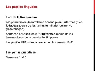 Las papilas linguales
Final de la 8va semana
Las primeras en desarrollarse son las p. caliciformes y las
foliaceas (cerca de las ramas terminales del nervio
glosofaringeo).
Aparecen después las p. fungiformes (cerca de las
terminaciones de la cuerda del tímpano).
Las papilas filiformes aparecen en la semana 10-11.

Las yemas gustativas
Semanas 11-13

 