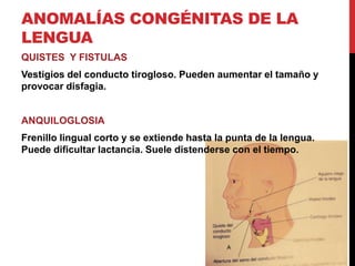 ANOMALÍAS CONGÉNITAS DE LA
LENGUA
QUISTES Y FISTULAS
Vestigios del conducto tirogloso. Pueden aumentar el tamaño y
provocar disfagia.

ANQUILOGLOSIA
Frenillo lingual corto y se extiende hasta la punta de la lengua.
Puede dificultar lactancia. Suele distenderse con el tiempo.

 