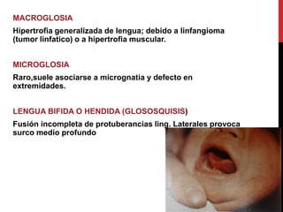 MACROGLOSIA
Hipertrofia generalizada de lengua; debido a linfangioma
(tumor linfatico) o a hipertrofia muscular.
MICROGLOSIA
Raro,suele asociarse a micrognatia y defecto en
extremidades.
LENGUA BIFIDA O HENDIDA (GLOSOSQUISIS)
Fusión incompleta de protuberancias ling. Laterales provoca
surco medio profundo

 