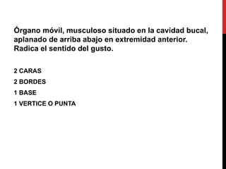 Órgano móvil, musculoso situado en la cavidad bucal,
aplanado de arriba abajo en extremidad anterior.
Radica el sentido del gusto.
2 CARAS
2 BORDES
1 BASE

1 VERTICE O PUNTA

 