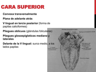 CARA SUPERIOR
Convexa transversalmente
Plana de adelante atrás

V lingual en tercio posterior (forma de
papilas caliciformes)
Pliegues oblicuos (glándulas foliculares)
Pliegues glosoepigloticos mediano y
laterales
Delante de la V lingual: surco medio, a los
lados papilas

 