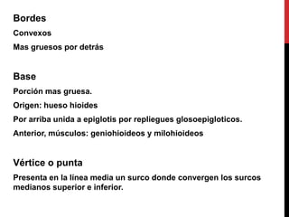 Bordes
Convexos
Mas gruesos por detrás

Base
Porción mas gruesa.

Origen: hueso hioides
Por arriba unida a epiglotis por repliegues glosoepigloticos.
Anterior, músculos: geniohioideos y milohioideos

Vértice o punta
Presenta en la línea media un surco donde convergen los surcos
medianos superior e inferior.

 