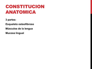 CONSTITUCION
ANATOMICA
3 partes:

Esqueleto osteofibroso
Músculos de la lengua
Mucosa lingual

 