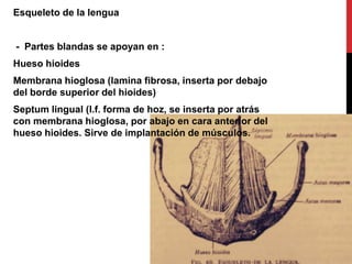 Esqueleto de la lengua

- Partes blandas se apoyan en :
Hueso hioides
Membrana hioglosa (lamina fibrosa, inserta por debajo
del borde superior del hioides)
Septum lingual (l.f. forma de hoz, se inserta por atrás
con membrana hioglosa, por abajo en cara anterior del
hueso hioides. Sirve de implantación de músculos.

 
