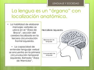 LENGUAJE Y SOCIEDAD


   La lengua es un “órgano” con
   localización anatómica.
• La habilidad de elaborar
    mensajes verbales se
    ubica en el “Área de
     Broca”, sección del
  cerebro localizada en la
   tercera circunvolución
      frontal izquierda.

    • La capacidad de
  entender lenguaje verbal
 se encuentra en la primera
   circunvolución temporal
  izquierda, llamada “Área
        de Wernicke”.
 