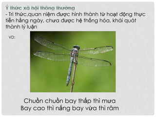 - Tri thức,quan niệm được hình thành từ hoạt động thực
tiễn hằng ngày, chưa được hệ thống hóa, khái quát
thành lý luận
VD:
Chuồn chuồn bay thấp thì mưa
Bay cao thì nắng bay vừa thì râm
 