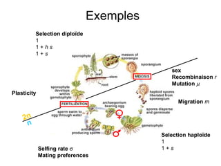 Selection diploïde 1 1 +  h s 1 +  s Selection haploïde 1 1 +  s sex Recombinaison   r Mutation    Selfing rate    Mating preferences Exemples Migration  m Plasticity 2n n 