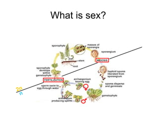 What is sex? 2n n 