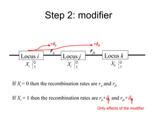 Step 2: modifier Locus  k Locus  j r jk X j X k Locus  i r ij X i If  X i  = 0 then the recombination rates are  r ij  and  r jk If  X i   = 1 then the recombination rates are  r ij +  ij  and  r jk +  jk Only effects of the modifier +  ij +  jk 0 1 0 1 0 1 