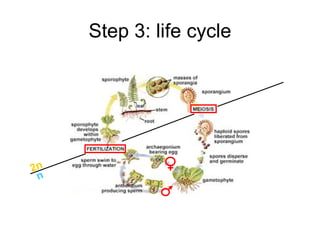 Step 3: life cycle 2n n 