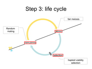 Step 3: life cycle selection haploid viability selection fair meiosis Random  mating 2n n 
