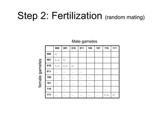 Step 2: Fertilization  (random mating) Male gametes female gametes 000 001 010 011 100 101 110 111 000 x 1 2 001 x 1   x 2 x 2 2 010 x 1   x 3 x 2   x 3 x 3 2 011 … … … … 100 … … … … … 101 … … … … … … 110 … … … … … … … 111 … … … … … … x 7   x 8 x 8 2 