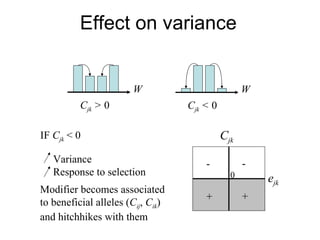 Effect on variance Variance Response to selection + + - - Modifier becomes associated  to beneficial alleles ( C ij ,  C ik ) and hitchhikes with them IF  C jk  < 0 W C jk  >  0 W C jk  <  0 e jk C jk 0 