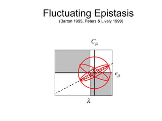 Fluctuating Epistasis  (Barton 1995, Peters & Lively 1999) e jk C jk  0 