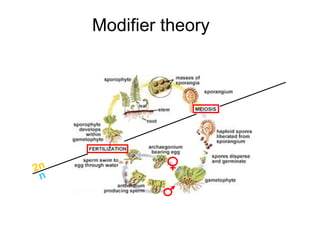 Modifier theory 2n n 
