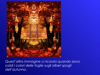 Quest’altra immagine ci ricorda quando siano caldi i colori delle foglie sugli alberi spogli dell’autunno. 