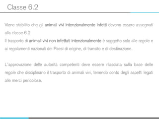 Classe 6.2
Viene stabilito che gli animali vivi intenzionalmente infetti devono essere assegnati
alla classe 6.2
Il trasporto di animali vivi non infettati intenzionalmente è soggetto solo alle regole e
ai regolamenti nazionali dei Paesi di origine, di transito e di destinazione.
L’approvazione delle autorità competenti deve essere rilasciata sulla base delle
regole che disciplinano il trasporto di animali vivi, tenendo conto degli aspetti legati
alle merci pericolose.
 