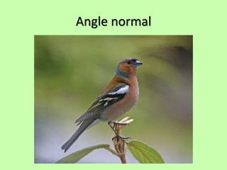 Angle normal
 