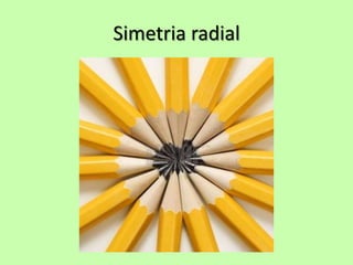 Simetria radial
 