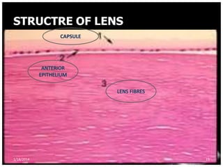Lens anatomy sivateja | PPTX