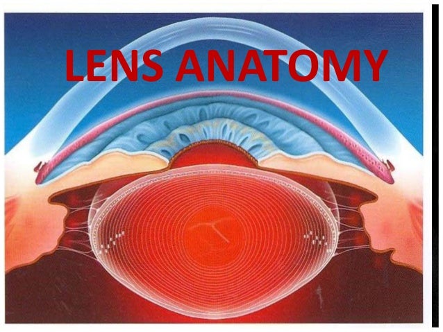 Lens anatomy sivateja