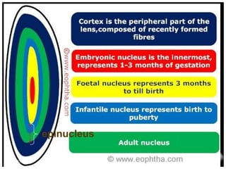 epinucleus

8/25/2012                17
 