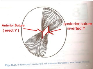 Anterior Suture   posterior suture
( erect Y )
                    inverted Y




  8/25/2012                   19
 