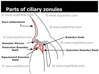 Parts of ciliary zonules




8/25/2012                  22
 