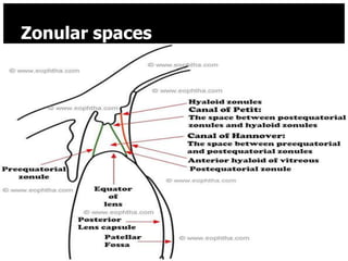 Zonular spaces




8/25/2012        24
 