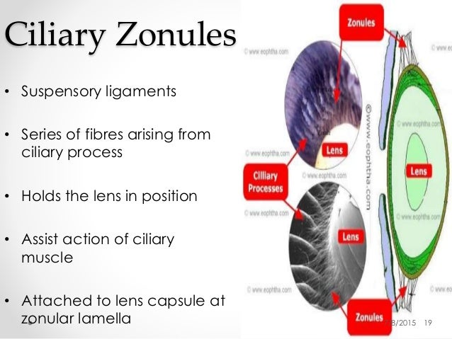 Lens