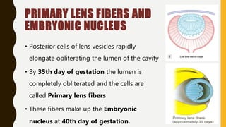 PRIMARY LENS FIBERS AND
EMBRYONIC NUCLEUS
• Posterior cells of lens vesicles rapidly
elongate obliterating the lumen of the cavity
• By 35th day of gestation the lumen is
completely obliterated and the cells are
called Primary lens fibers
• These fibers make up the Embryonic
nucleus at 40th day of gestation.
 