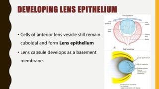 DEVELOPING LENS EPITHELIUM
• Cells of anterior lens vesicle still remain
cuboidal and form Lens epithelium
• Lens capsule develops as a basement
membrane.
 
