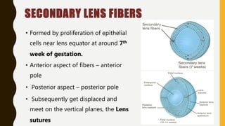 SECONDARY LENS FIBERS
• Formed by proliferation of epithelial
cells near lens equator at around 7th
week of gestation.
• Anterior aspect of fibers – anterior
pole
• Posterior aspect – posterior pole
• Subsequently get displaced and
meet on the vertical planes, the Lens
sutures
 