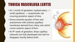TUNICA VASCULOSA LENTIS
• At 1 month of gestation, hyaloid artery ->
small capillaries -> anastomotic net
covering posterior aspect of lens.
• Grows towards equator of lens and
anastomose with anterior pupillary
membrane derived from ciliary vein which
covers anterior aspect of lens.
• At 9th week of gestation, these capillary
networks are fully developed and start to
disappear shortly before birth.
 